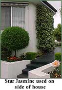 jasmine10.jpg (12863 bytes)