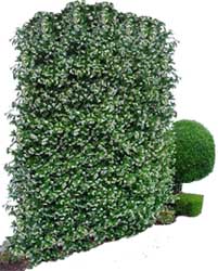 jasmine3.jpg (22353 bytes)
