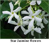 jasmine5.jpg (13562 bytes)