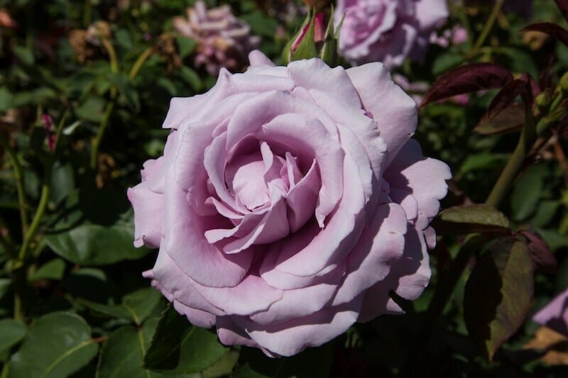 charles de gaulle bush rose 8 quot pot hello hello plants garden supplies charles de gaulle bush rose 8 quot pot hello hello plants garden supplies