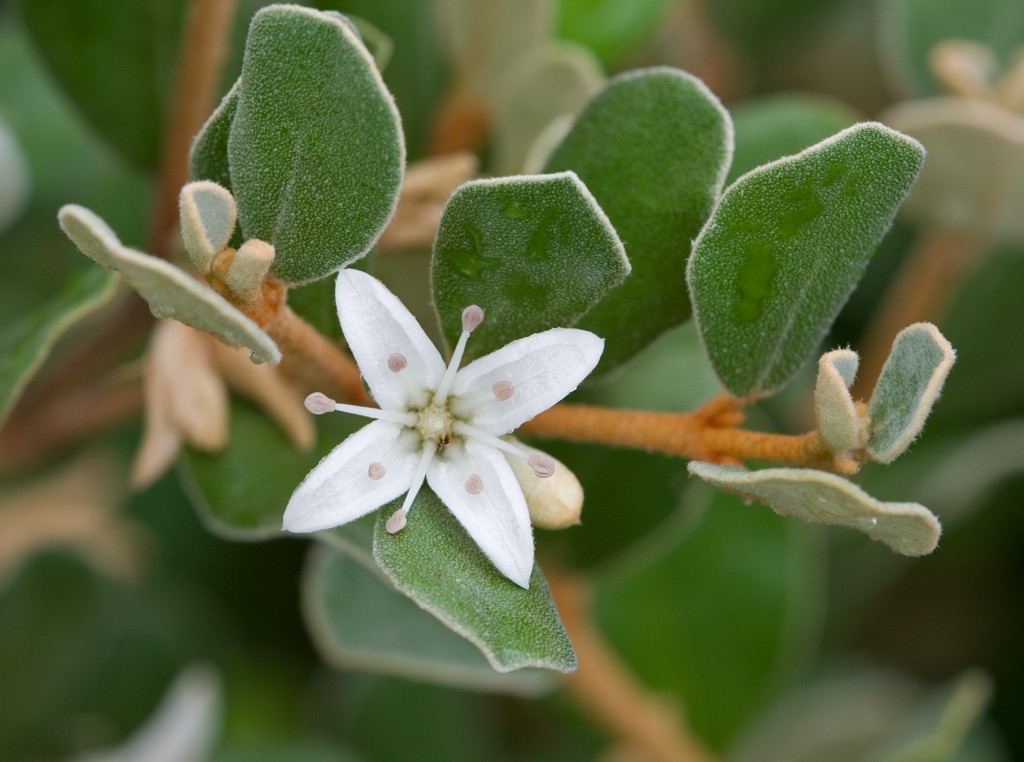 Correa White - Hello Hello Plants & Garden Supplies