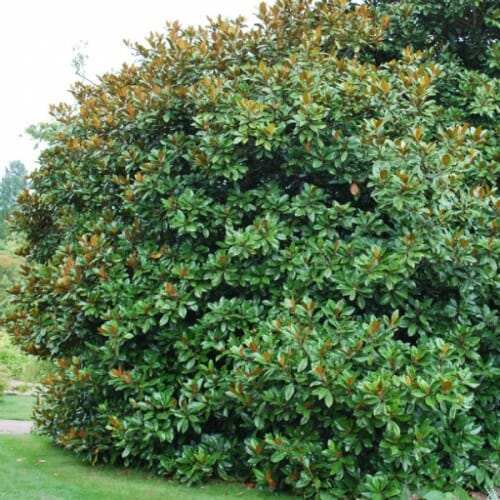 evergreen magnolia trees types pictures to pin on pinterest pinsdaddy evergreen magnolia trees types pictures to pin on pinterest pinsdaddy