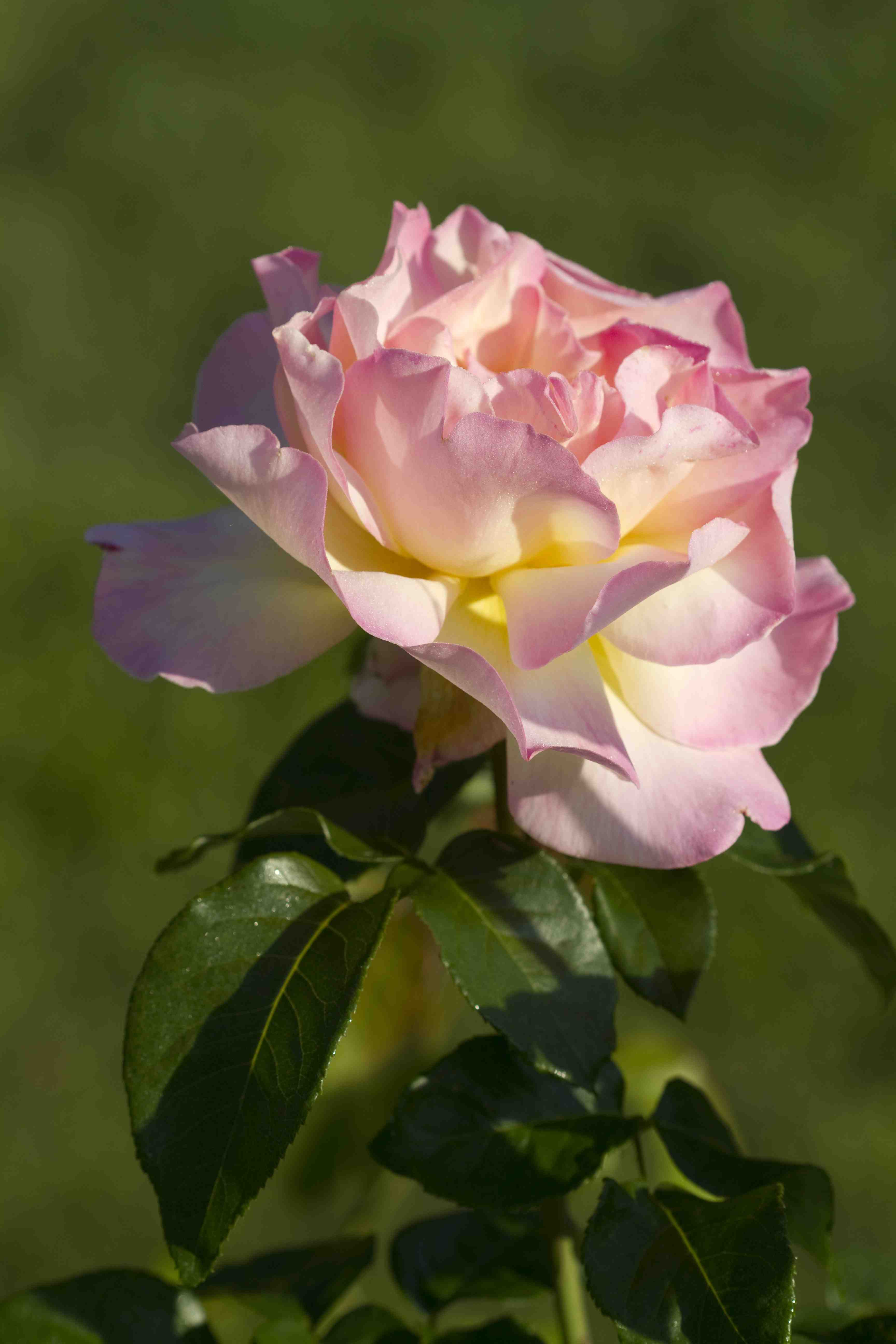 Peace Rose 3ft Standard Hello Hello Plants &amp; Garden Supplies