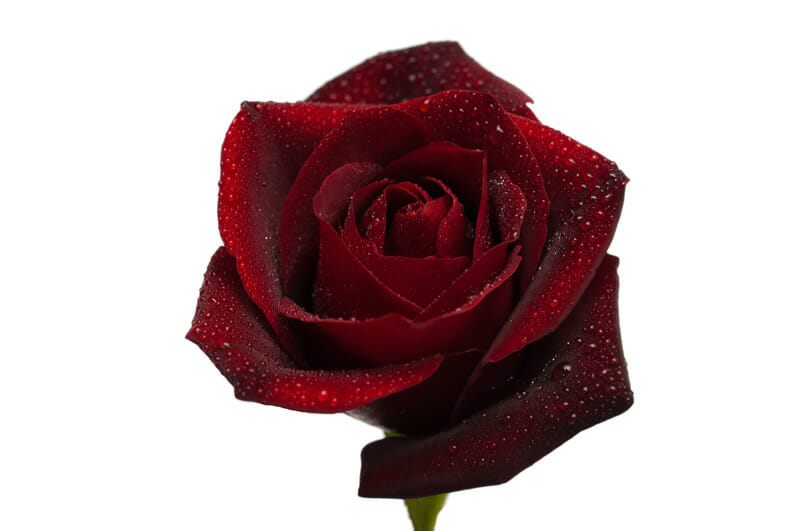 Velvet Rose Velvet Rose