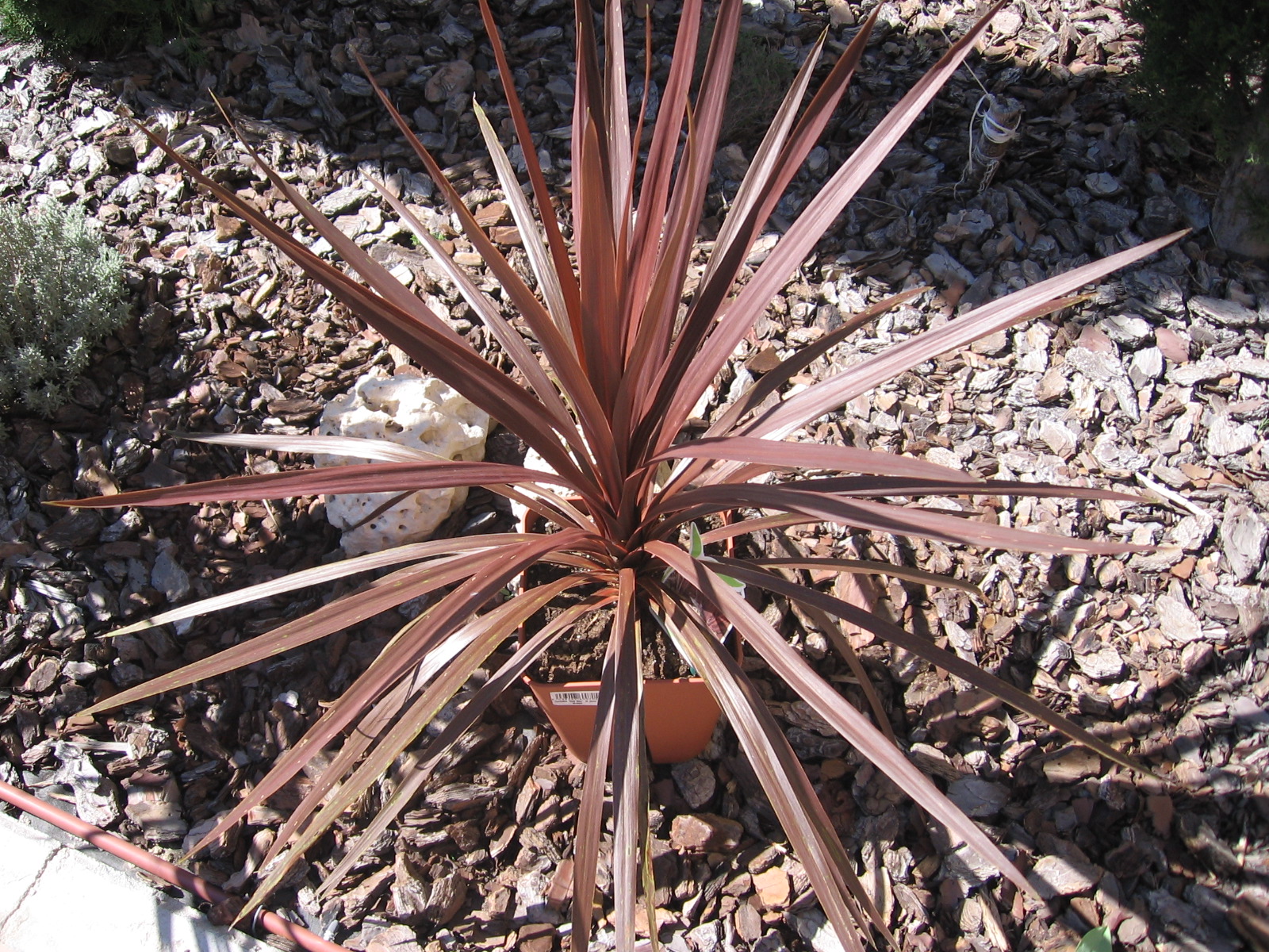 Cordyline Red Star Hello Plants & Garden Supplies.