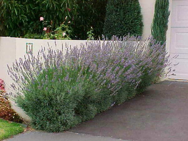 Lavender-hedge-2.jpg