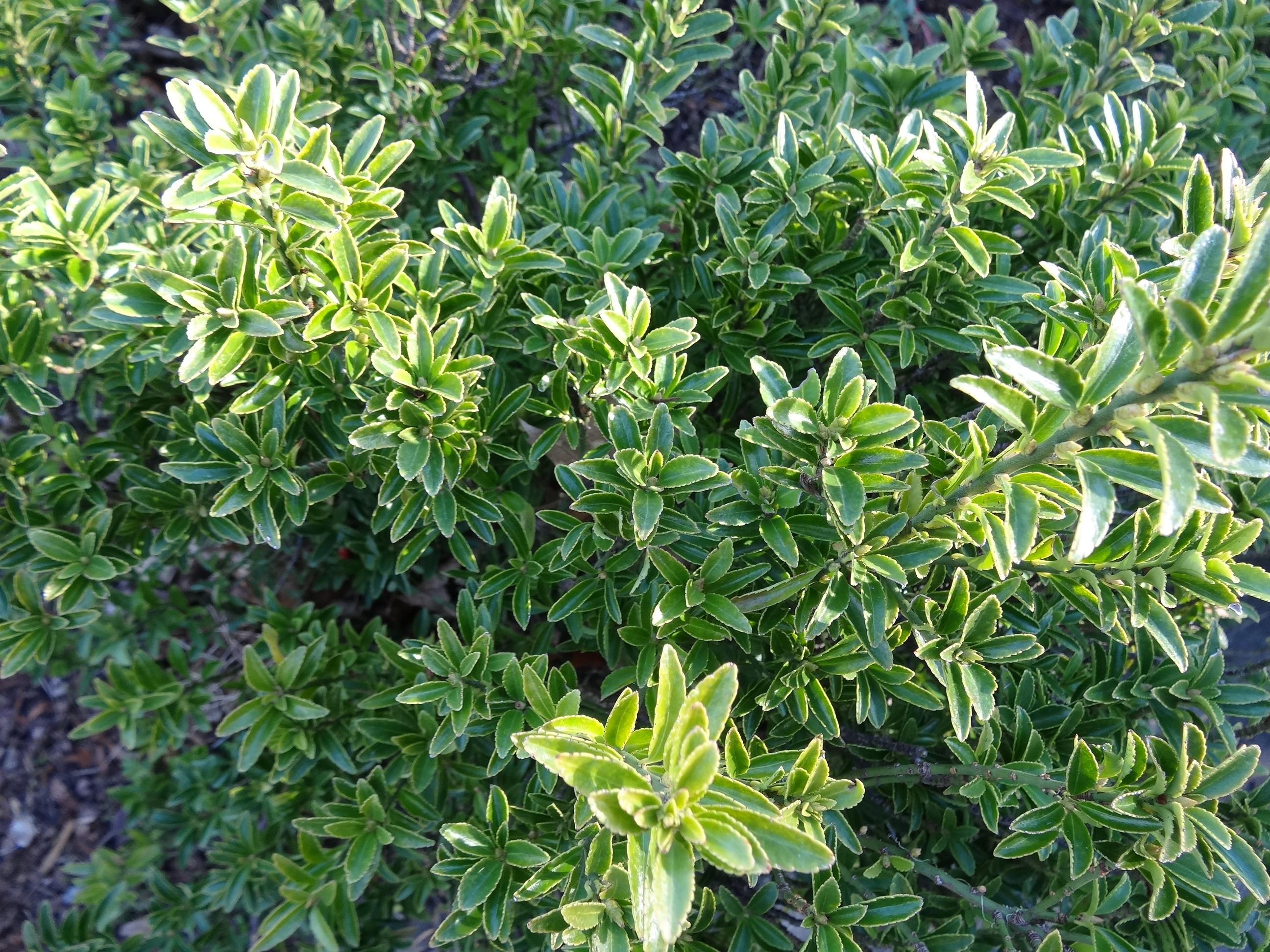 tom thumb 6 quot pot hello hello plants garden supplies tom thumb 6 quot pot hello hello plants garden supplies