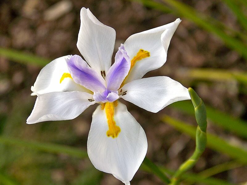 Dietes Wild Iris 3&quot; Pot Hello Hello Plants &amp; Garden Supplies