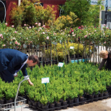 English Box - Hello Hello Plants & Garden Supplies