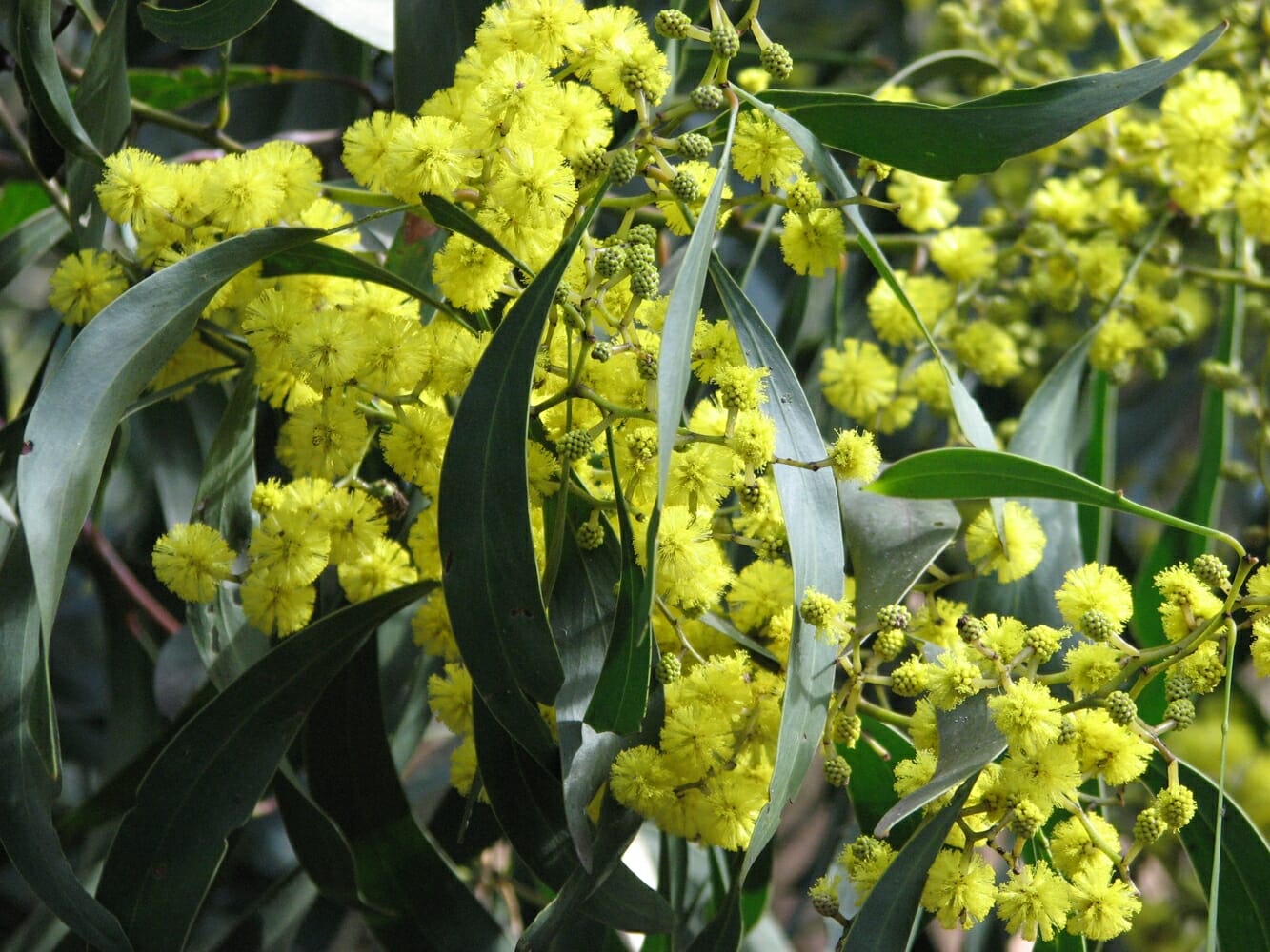 Acacia Golden Wattle 10 Pot Hello Hello Plants Garden Supplies acacia-golden-wattle-10-pot-hello-hello-plants-garden-supplies