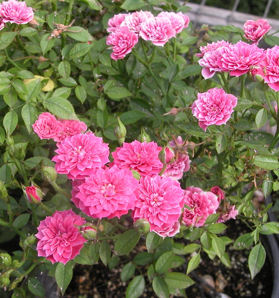 Pinkie Climbing Rose Hello Hello Plants And Garden Supplies