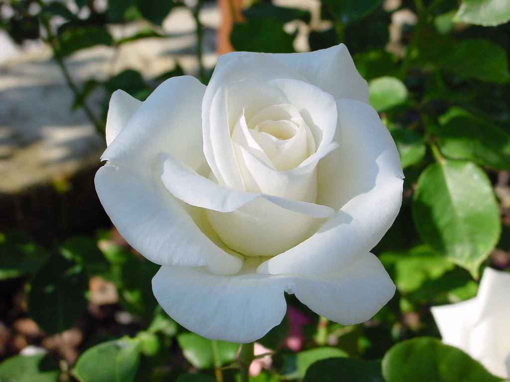 Virgo Bush Rose - Hello Hello Plants & Garden Supplies