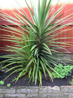 cordyline australis aussie palm outdoor plant garden plants types albertii shoot