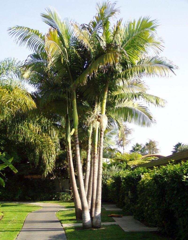 Bangalow Palm - Hello Hello Plants & Garden Supplies