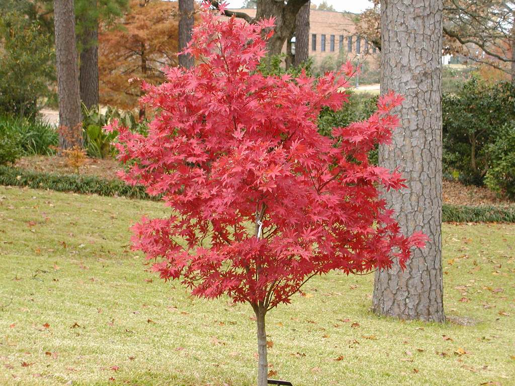 Japanese Maple Bloodgood 10" Pot - Hello Hello Plants & Garden Supplies