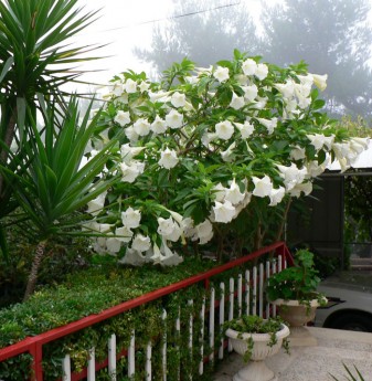 White Datura Tree