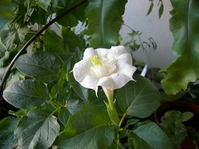 Datura Double White Angel Trumpet - Hello Hello Plants & Garden Supplies
