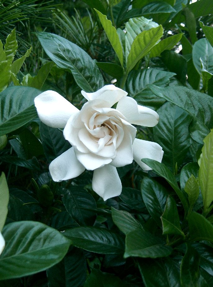 Gardenia &quot;Magnifica&quot; - Hello Hello Plants &amp; Garden Supplies