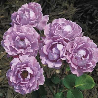 rose bush roses floribunda purple angel face plant lavender pot garden varieties rosa flowers tea hybrid plants had heaven thetutuguru