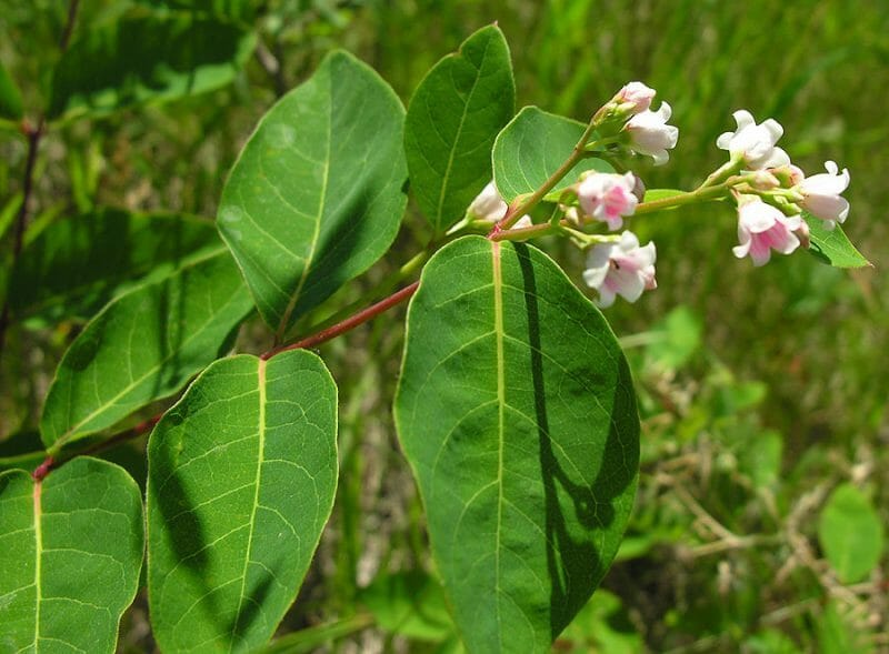 Dogbane Hello Hello Plants &amp; Garden Supplies