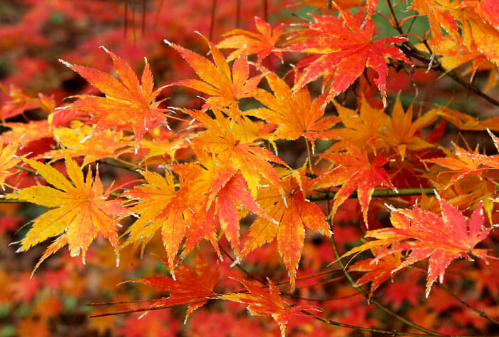 japanese maple leaf japanese maple leaf