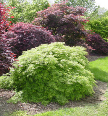 japanese maple green laceleaf 16 quot pot hello hello plants japanese maple green laceleaf 16 quot pot hello hello plants