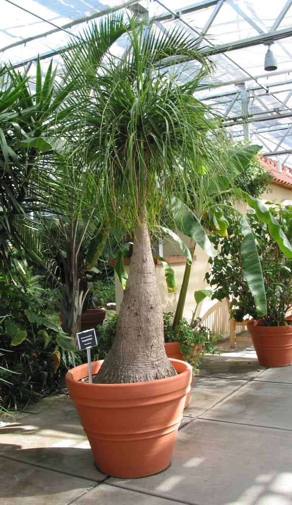 Pony Tail Palm Hello Hello Plants & Garden Supplies