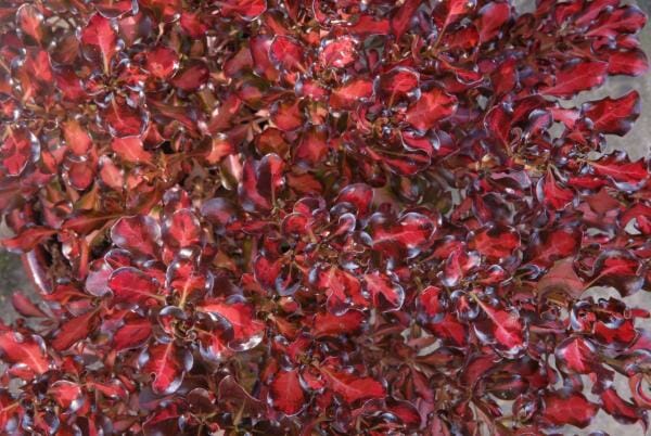 Coprosma Pacific Sunset 7" Pot - Hello Hello Plants & Garden Supplies