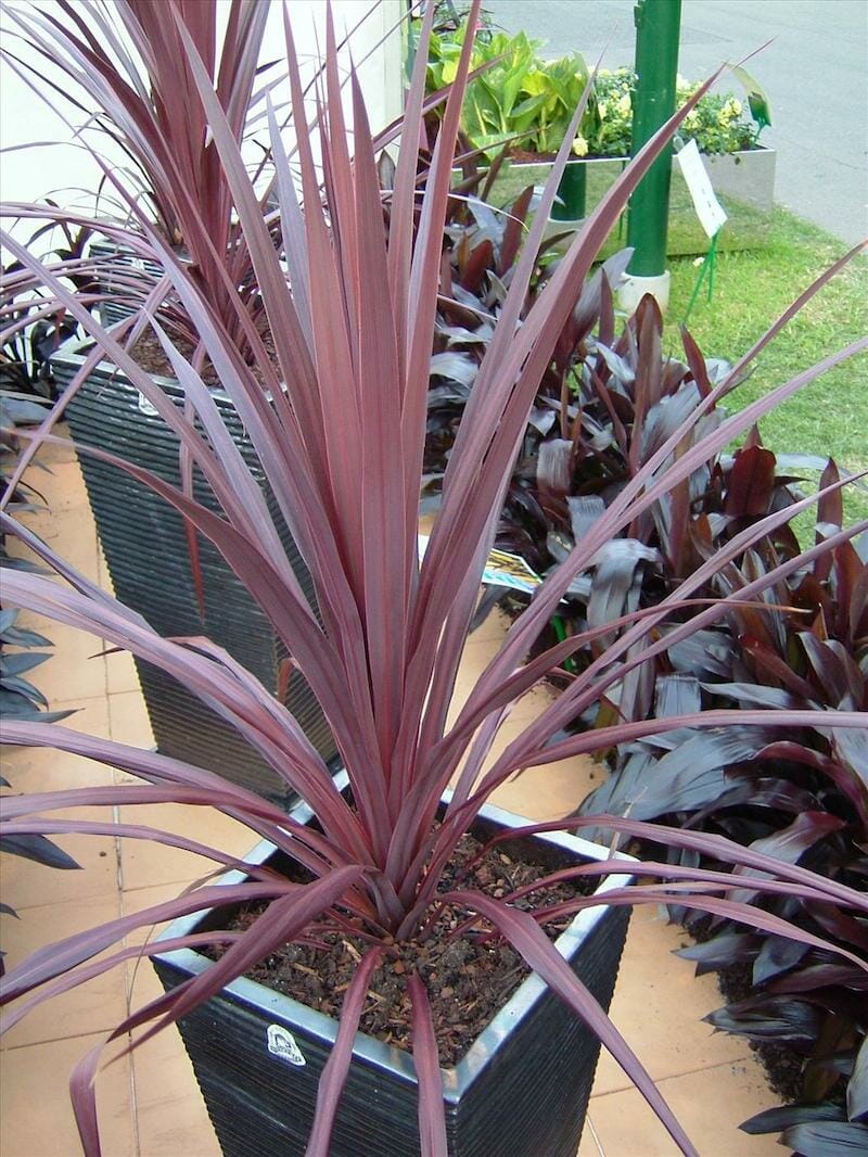 Cordyline Black Knight - Hello Hello Plants & Garden Supplies