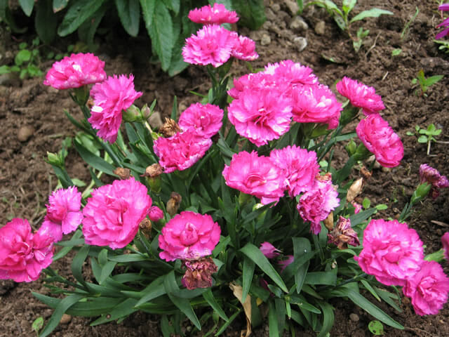 Mixed Dwarf Carnations 6 Pot  Hello Hello Plants  Garden Supplies