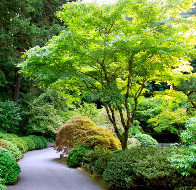 Japanese Maple