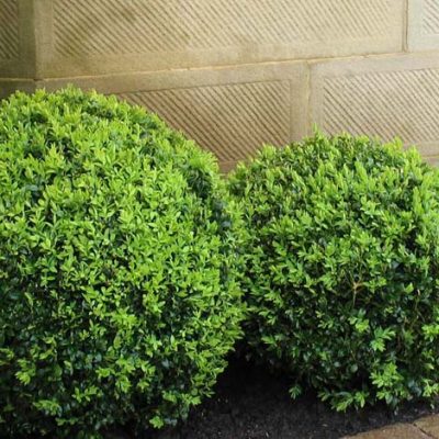 English Box Topiary Ball English Box Topiary Ball