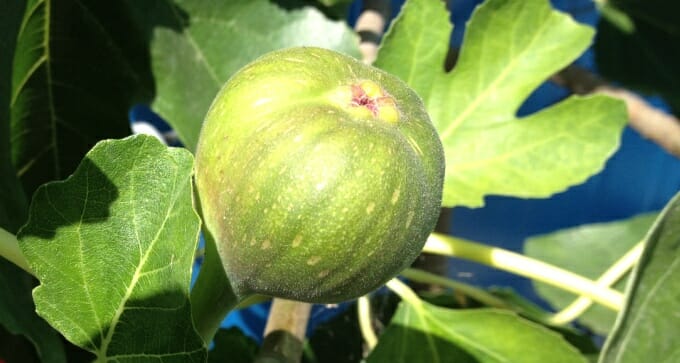 fig tree in white pot