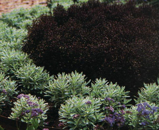 lophomyrtus black stallion 6 quot pot hello hello plants garden supplies lophomyrtus black stallion 6 quot pot hello hello plants garden supplies
