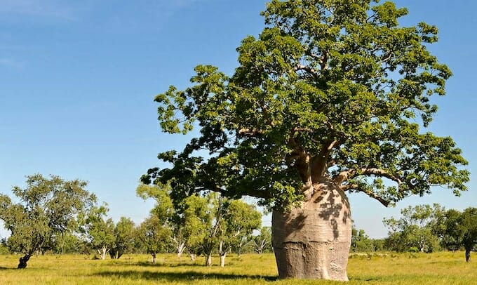 boab tree aboriginal australia