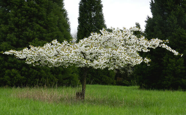 mt fuji cherry tree nz mt fuji cherry 16 quot pot hello hello plants garden supplies mt fuji cherry tree nz mt fuji cherry 16 quot pot hello hello plants garden supplies