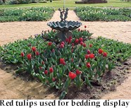 bulbs1.jpg (17684 bytes)