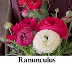 bulbs17.jpg (10179 bytes)
