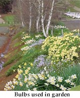 bulbs2.jpg (16648 bytes)
