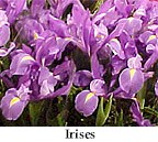 bulbs21.jpg (12208 bytes)