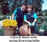 bulbs22.jpg (23267 bytes)