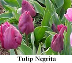 bulbs5.jpg (10690 bytes)