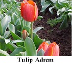bulbs6.jpg (11671 bytes)