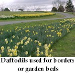 bulbs9.jpg (11634 bytes)
