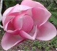 magnolia10.jpg (6471 bytes)