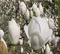 magnolia7.jpg (8089 bytes)