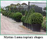 myrtus14.jpg (13817 bytes)