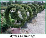 myrtus15.jpg (13032 bytes)