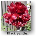 peony10.jpg (8306 bytes)