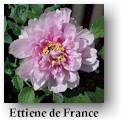 peony14.jpg (7878 bytes)
